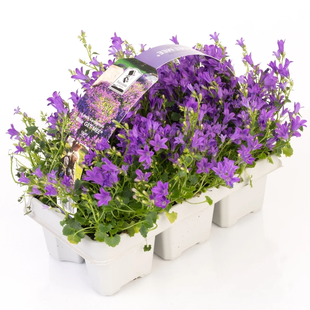 Campanula Get Mee (6 Pack) Campanula Get Mee (6 Pack) -Garden Plant Seed Store campanula get mee 6 pack p5857 44241 image