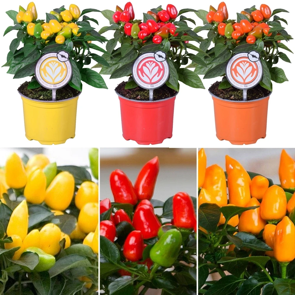 Capsicum annuum Capsicum Annuum -Garden Plant Seed Store capsicum annuum p4957 38806 image