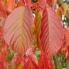Carpinus Betulus Rockhampton Red Tree