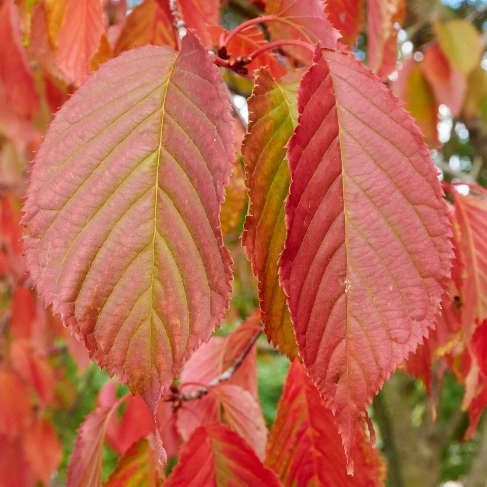 Carpinus betulus Rockhampton Red Tree Carpinus Betulus Rockhampton Red Tree -Garden Plant Seed Store carpinus betulus rockhampton red tree p4218 38521 image