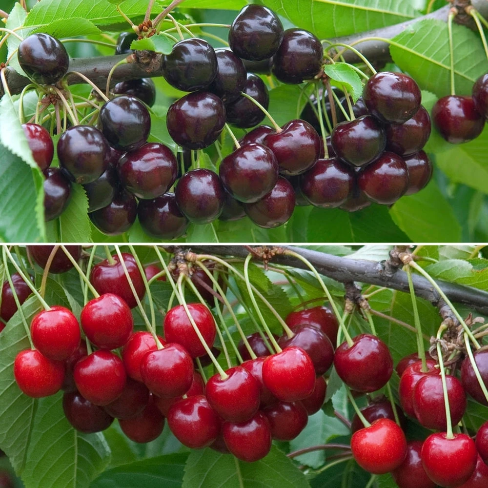 Cherry Duo Tree Cherry Duo Tree -Garden Plant Seed Store cherry duo tree p7680 54751 image