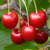 Cherry Regina Tree