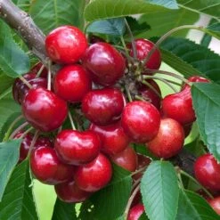 Cherry Stella Tree
