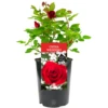China Wedding Rose - 20th Wedding Anniversary Gift