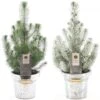 Christmas Tree - Pinus Silver Crest In Zinc Pail