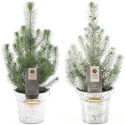 Christmas Tree - Pinus Silver Crest In Zinc Pail