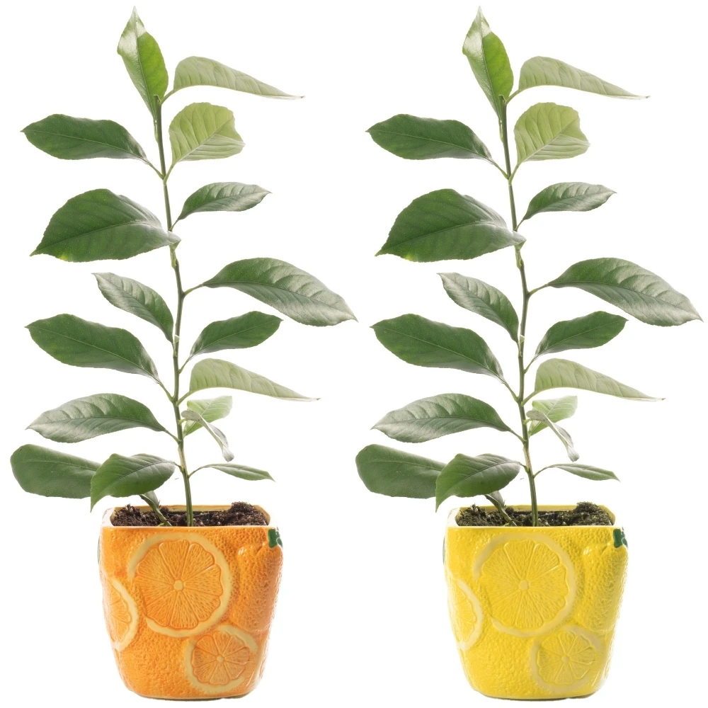 Citrus Duo - Lemon & Orange in 9cm Ceramic Pots Citrus Duo - Lemon & Orange In 9cm Ceramic Pots -Garden Plant Seed Store citrus duo lemon orange in 9cm ceramic pots p6836 49389 image
