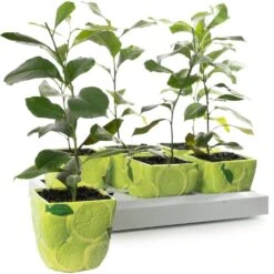 Citrus Lime In 9cm Ceramic Pot