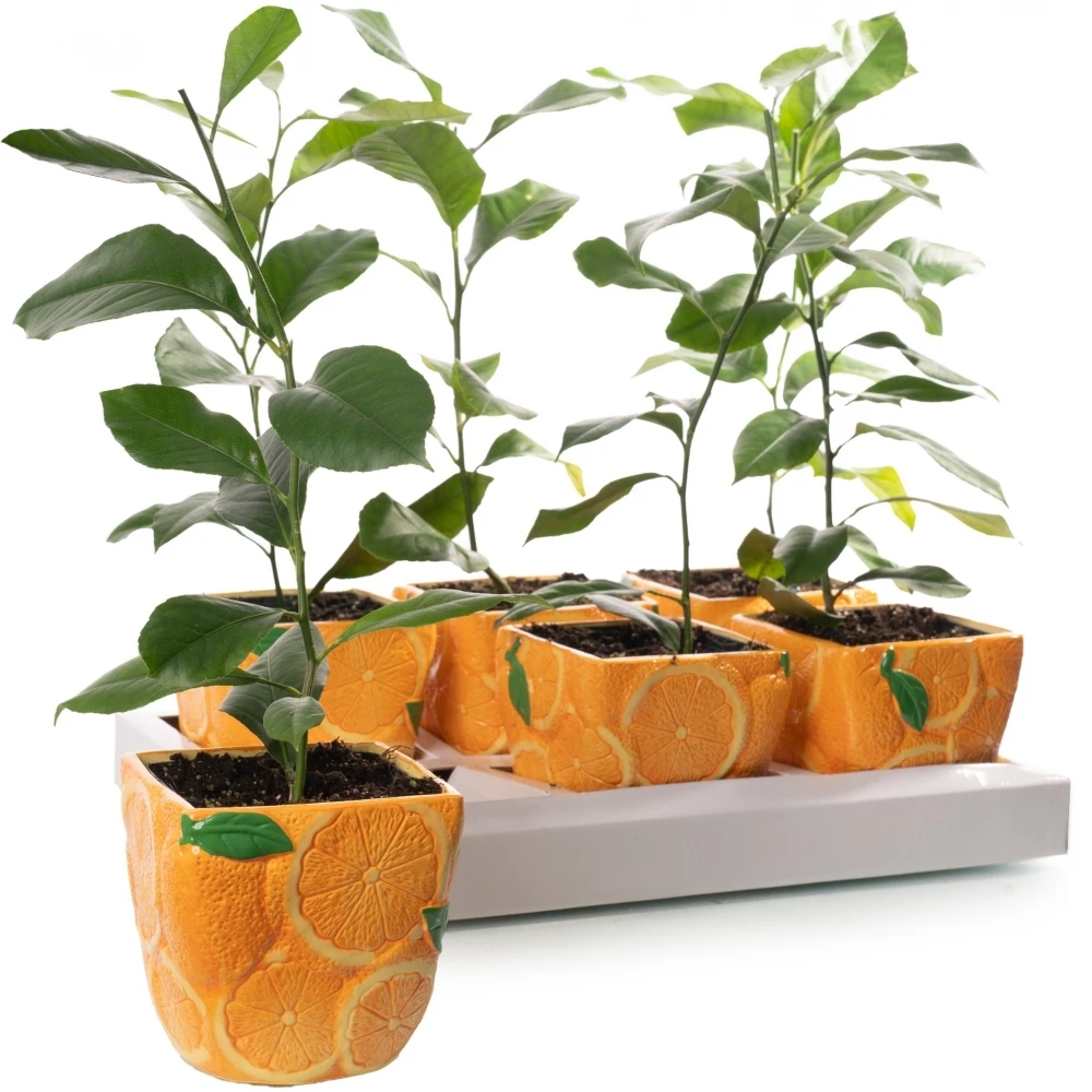 Citrus Orange in 9cm Ceramic Pot Citrus Orange In 9cm Ceramic Pot -Garden Plant Seed Store citrus orange in 9cm ceramic pot p6834 49378 image