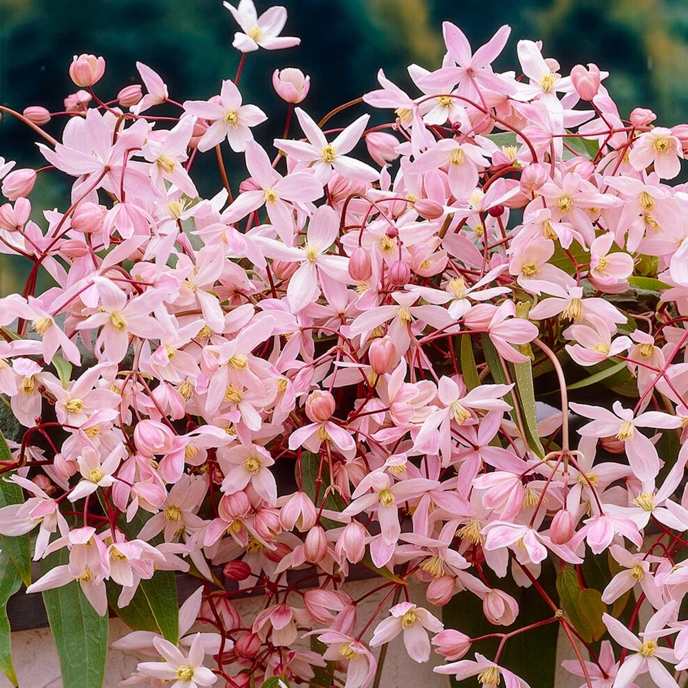 Clematis Apple Blossom Clematis Apple Blossom -Garden Plant Seed Store clematis apple blossom p6231 46098 image