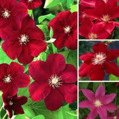 Clematis Dark Red Coloured Large Flowering Climber Hardy