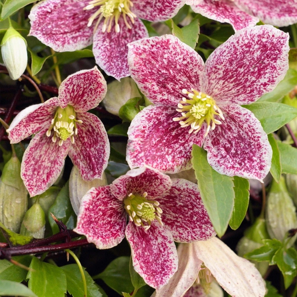 Clematis Freckles Clematis Freckles -Garden Plant Seed Store clematis freckles p6750 48913 image