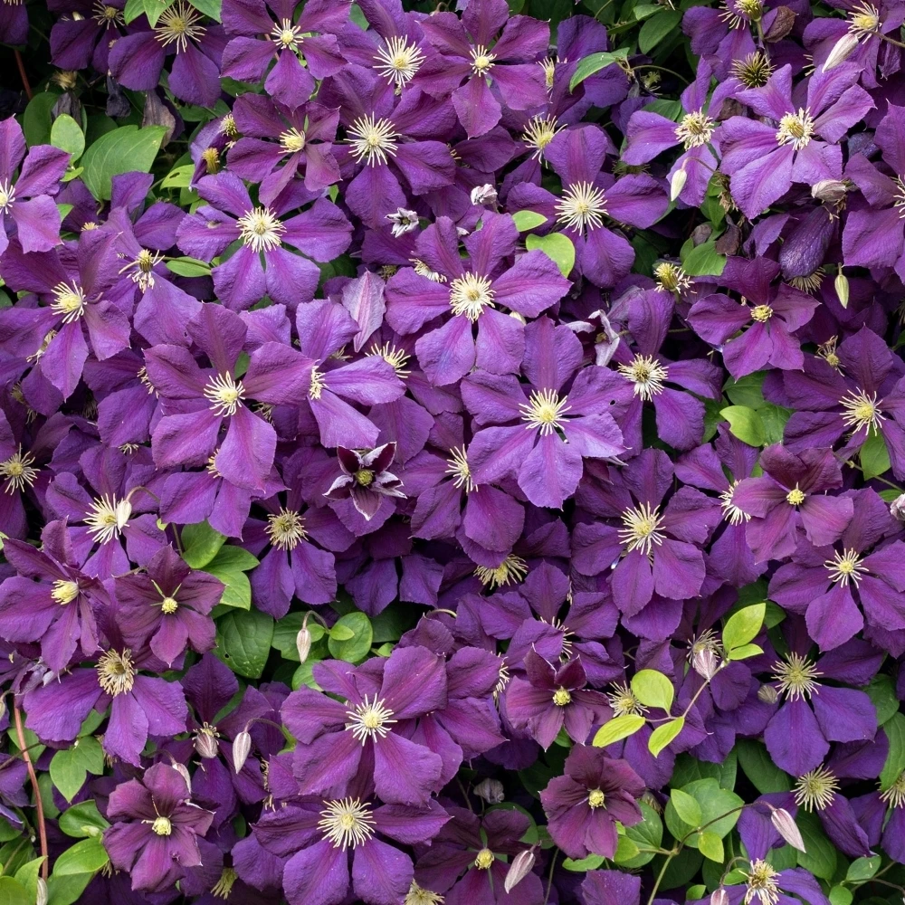 Clematis Jackmanii Clematis Jackmanii -Garden Plant Seed Store clematis jackmanii p7651 54546 image