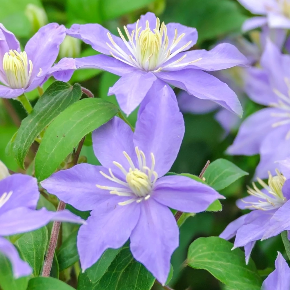Clematis Justa Clematis Justa -Garden Plant Seed Store clematis justa p4767 37751 image