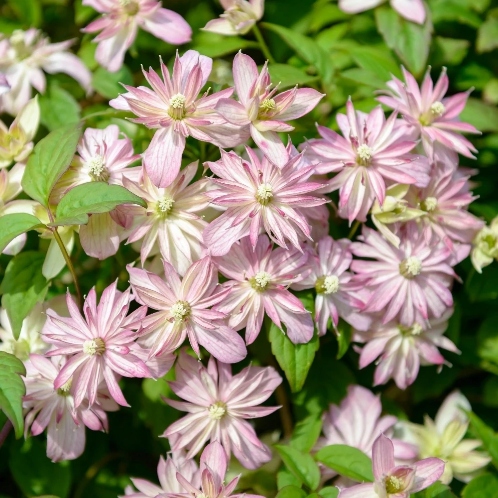 Clematis montana Marjorie Clematis Montana Marjorie -Garden Plant Seed Store clematis montana marjorie p6202 45978 image