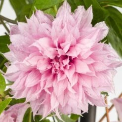 Clematis Multi Pink