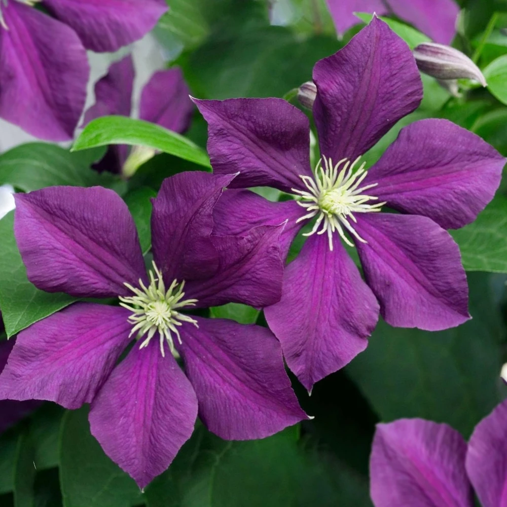 Clematis patens Warszawska Clematis Patens Warszawska -Garden Plant Seed Store clematis patens warszawska p5363 41134 image