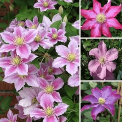 Clematis Pink Coloured Large Flowering Climber Hardy