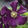 Clematis Romantika