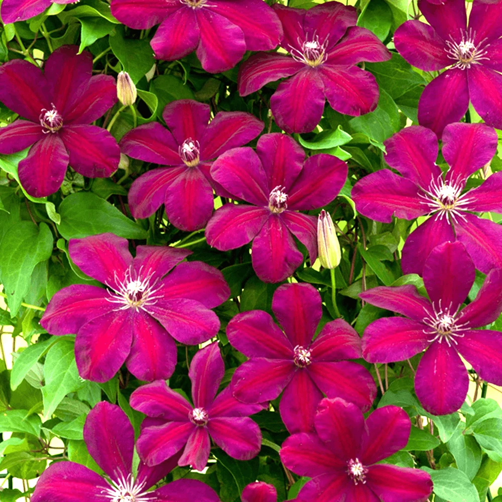 Clematis Rouge Cardinal (9cm) Clematis Rouge Cardinal (9cm) -Garden Plant Seed Store clematis rouge cardinal 9cm p3820 30151 image