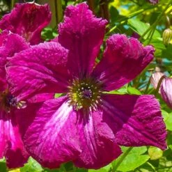 Clematis Rubra