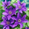 Clematis The President (9cm)