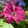 Clematis Westerplatte