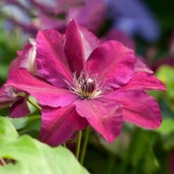 Clematis Westerplatte