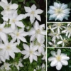 Clematis White Coloured Large Flowering Climber Hardy