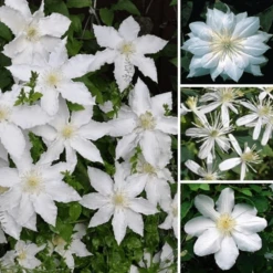 Clematis White Coloured Large Flowering Climber Hardy
