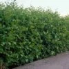 Common Alder Bare Root Hedge (2ft - 3ft)