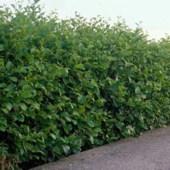 Common Alder Bare Root Hedge (2ft - 3ft)