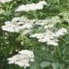 Common Elder Bare Root Hedge (1ft - 3ft)
