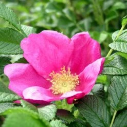 Common Wild Rose Bare Root Hedge (2ft - 3ft)
