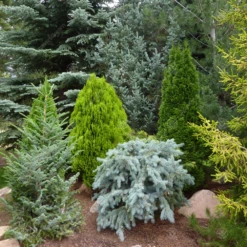 Conifer Variety Mix (5 Pack)
