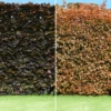 Copper Beech Bare Root Hedge (1ft - 5ft)