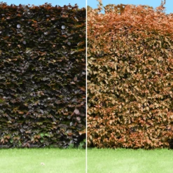 Copper Beech Bare Root Hedge (1ft - 5ft)