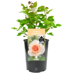 Coral Wedding Rose - 35th Wedding Anniversary Gift