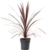 Cordyline Red Star (2L)