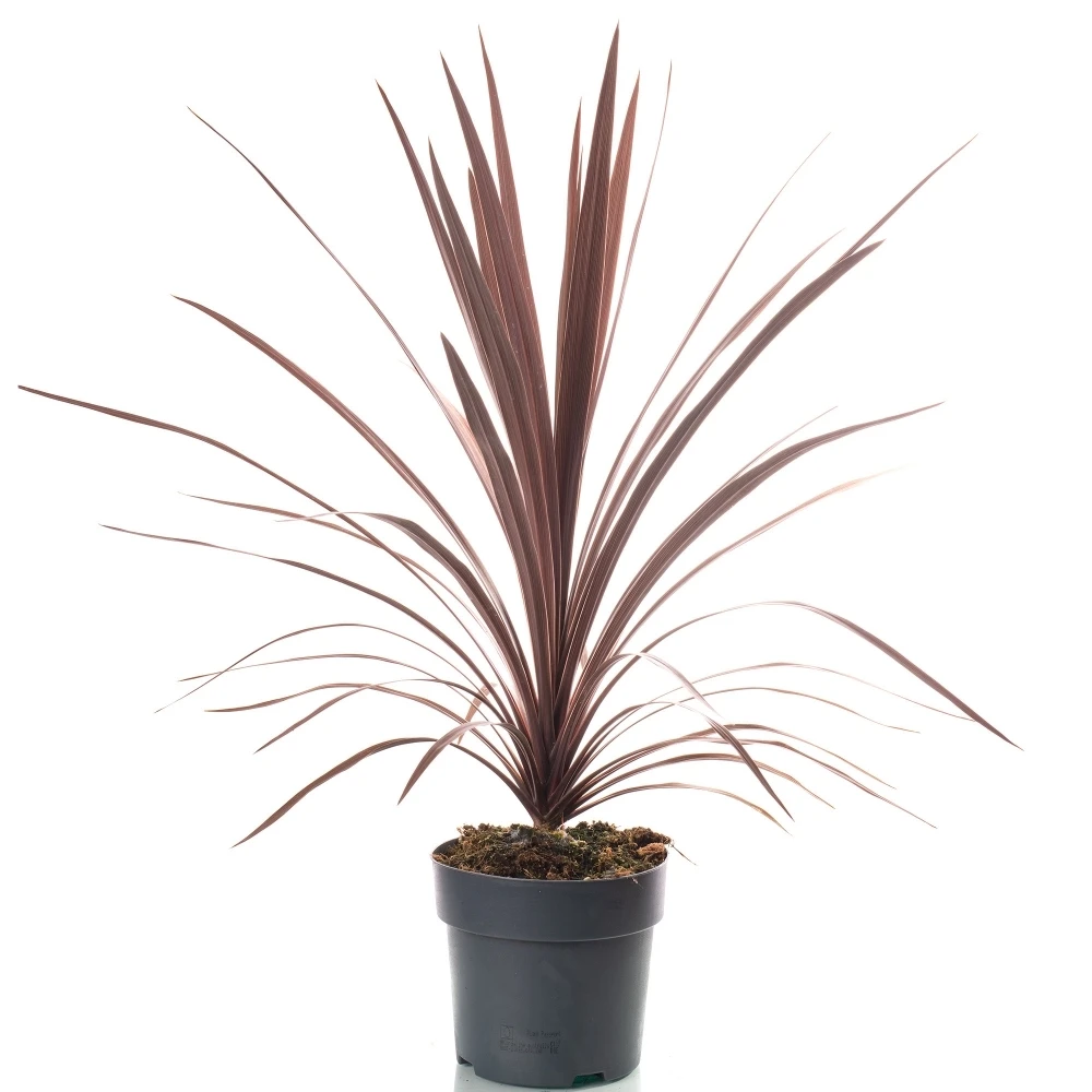 Cordyline Red Star (2L) Cordyline Red Star (2L) -Garden Plant Seed Store cordyline red star 2l p6783 49149 image
