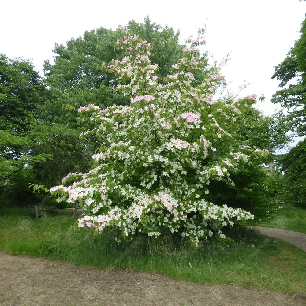 Cornus Gloria Birkett Tree Cornus Gloria Birkett Tree -Garden Plant Seed Store cornus gloria birkett tree p4222 32539 image