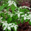 Cornus Kousa White Fountain Tree