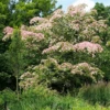 Cornus Porlock Tree