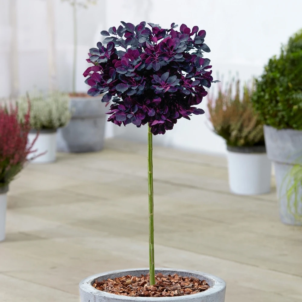 Cotinus Royal Purple Patio Tree Cotinus Royal Purple Patio Tree -Garden Plant Seed Store cotinus royal purple patio tree p7584 54303 image