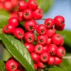 Cotoneaster X Watereri Cornubia Tree
