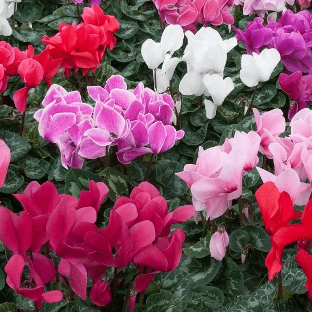 Cyclamen - Mixed Colours (6 Pack) Cyclamen - Mixed Colours (6 Pack) -Garden Plant Seed Store cyclamen mixed colours 6 pack p5982 45267 image