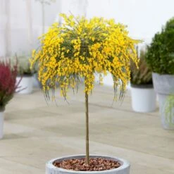 Cytisus Golden Tears Patio Tree