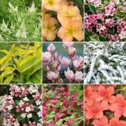 Deciduous Shrub Mix (25 Plants)