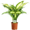 Dieffenbachia Camilla In 12cm Pot