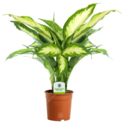 Dieffenbachia Camilla In 12cm Pot